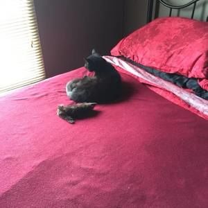 Meet your Posher, Pat